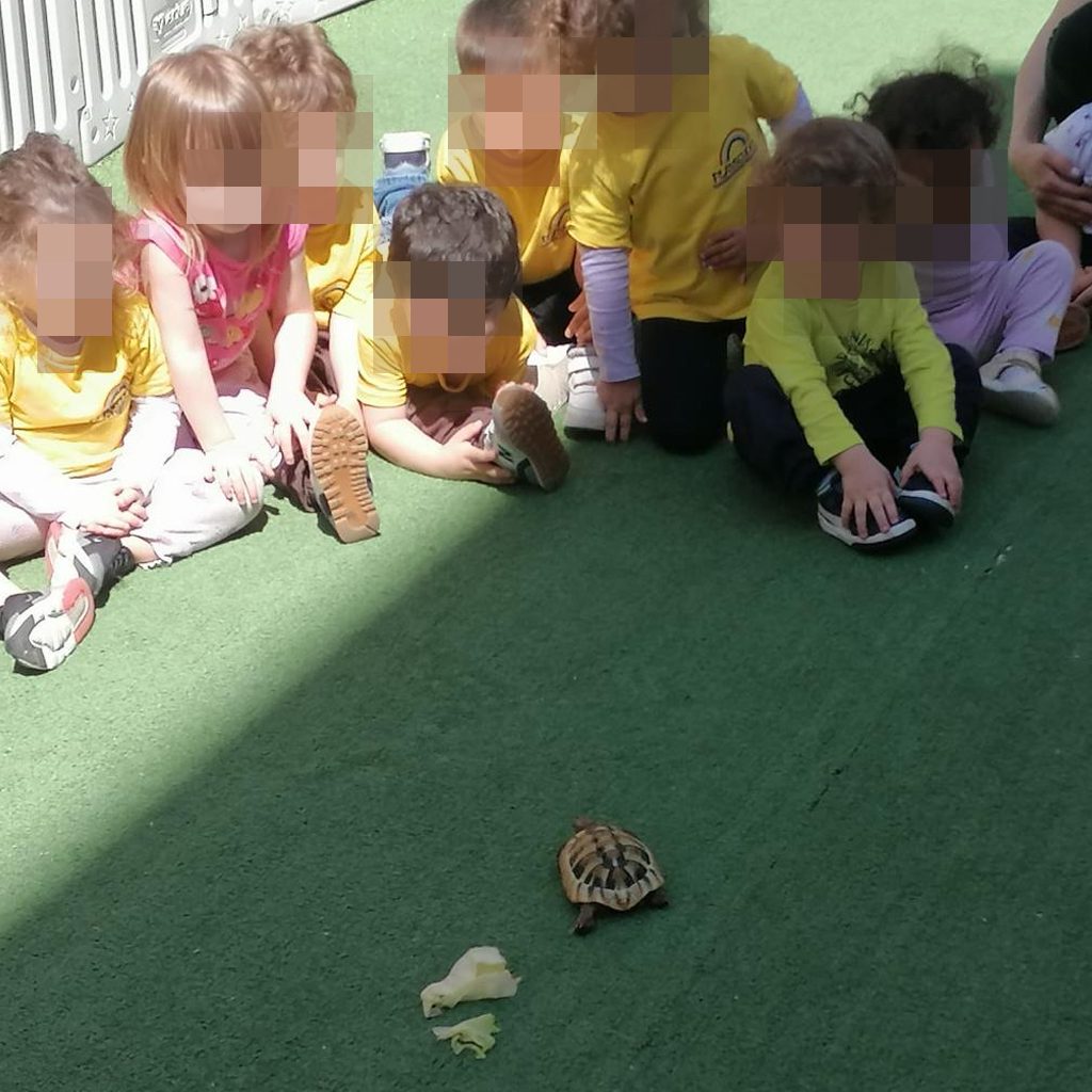 news_playschool_tartaruga_4