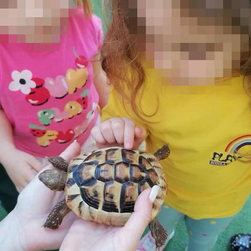 news_playschool_tartaruga_6