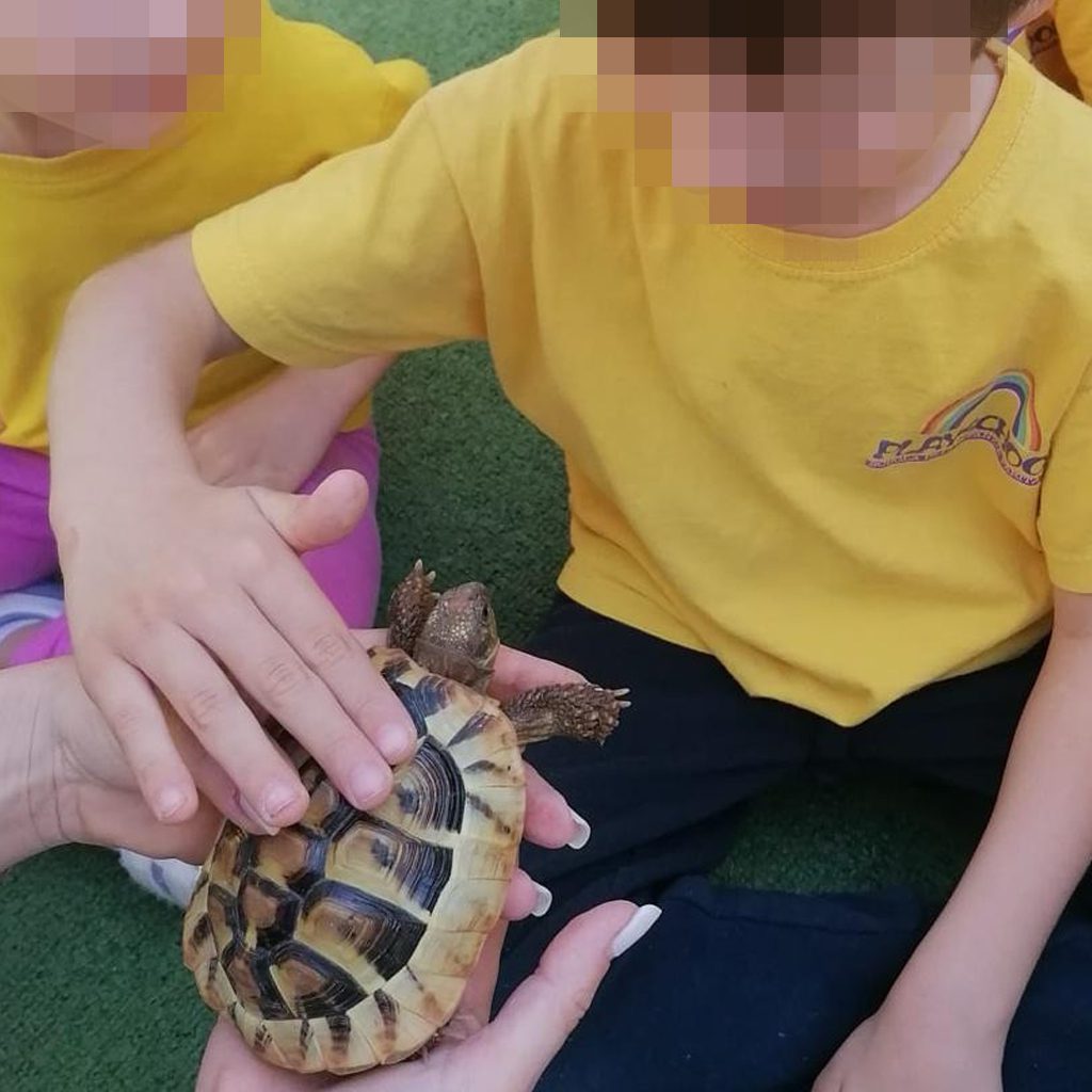 news_playschool_tartaruga_9